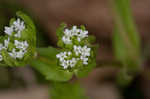 Lewiston cornsalad